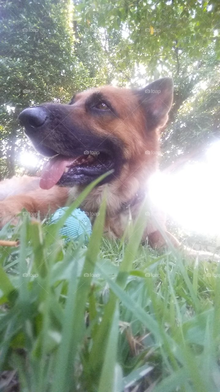 German Shepherd who loves ball and layong on the grass in Thailand