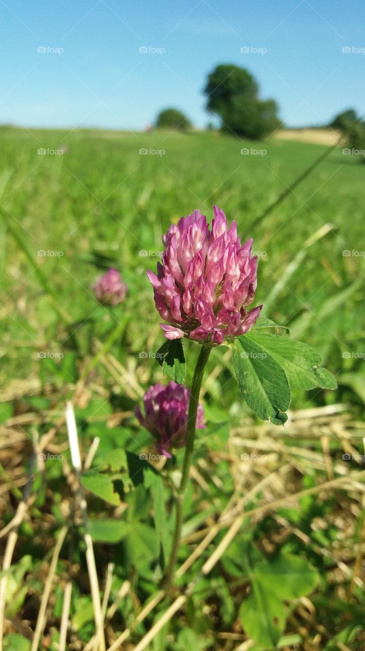 wild flower