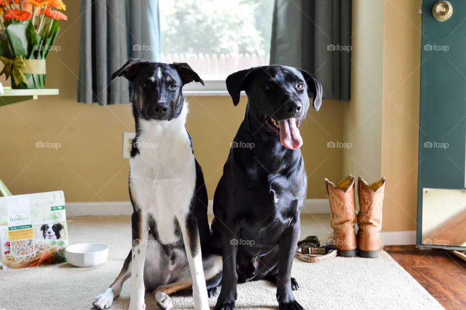 Two dogs sitting together in a living room and waiting for food