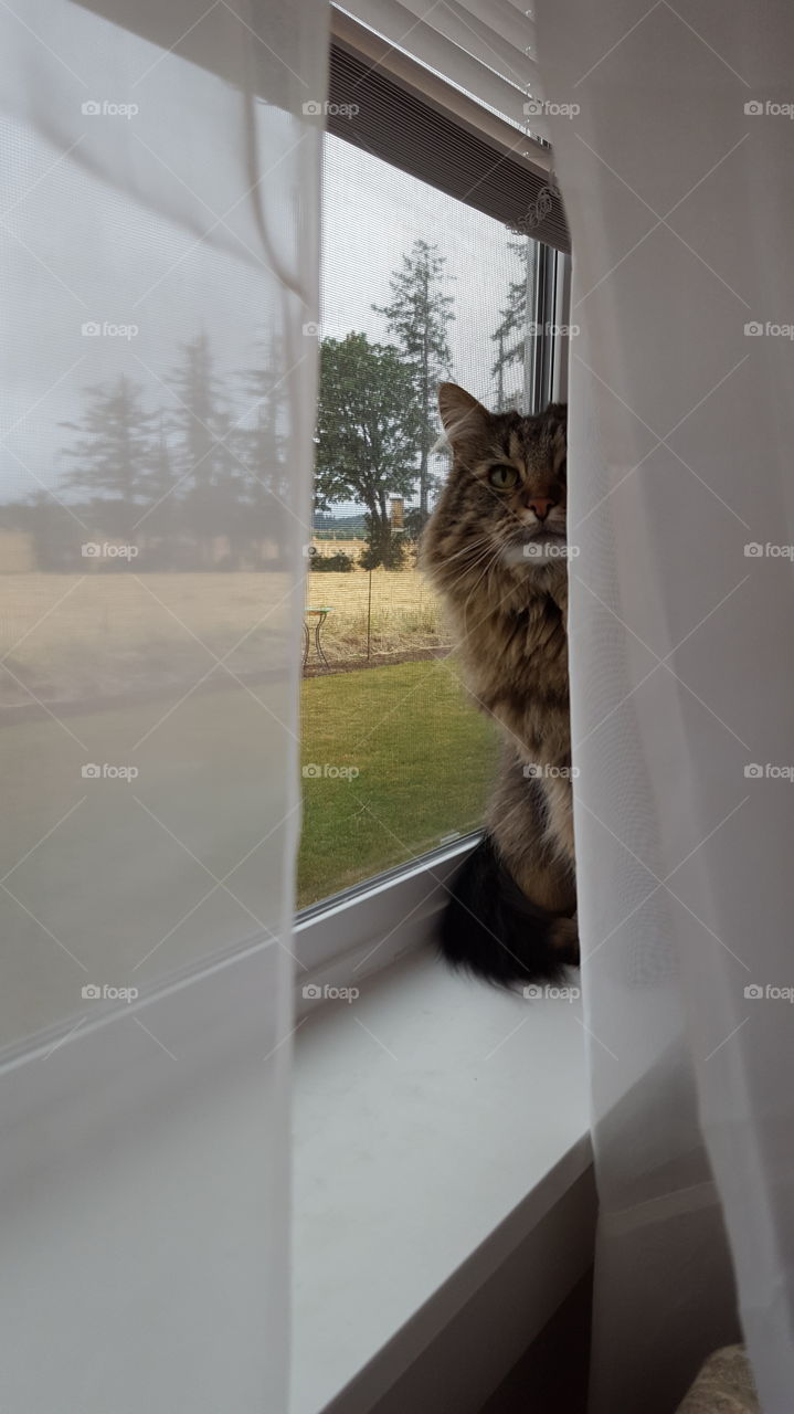 cat looking out window