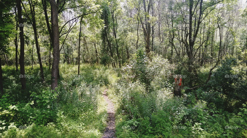 Trail through summer forest