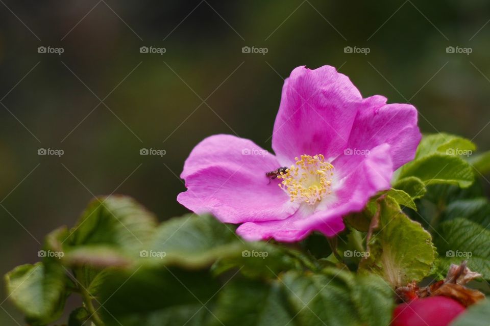 Pink flower