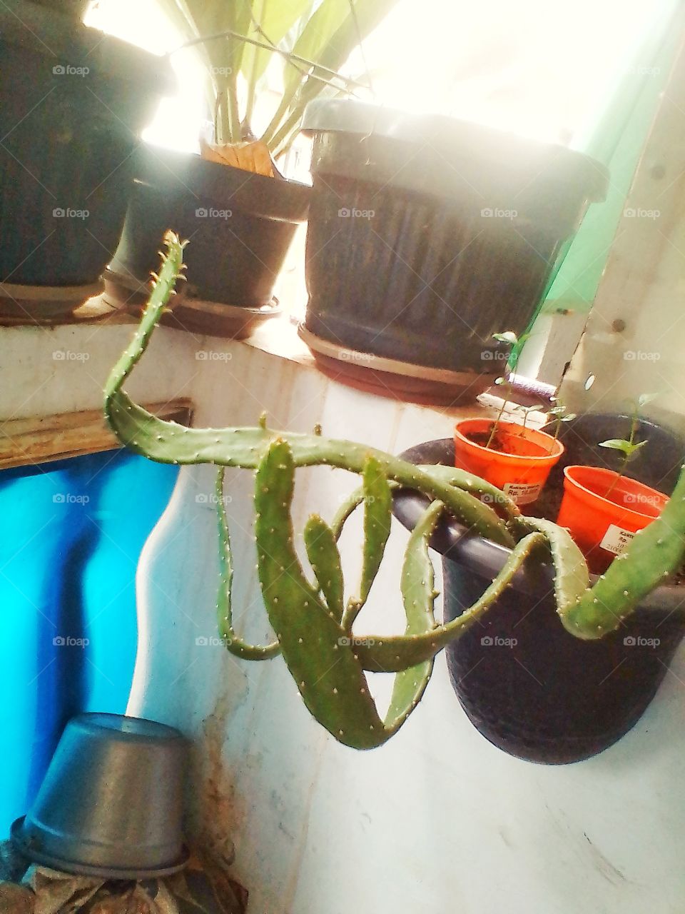 This mini cactus tree grows protruding like a snake