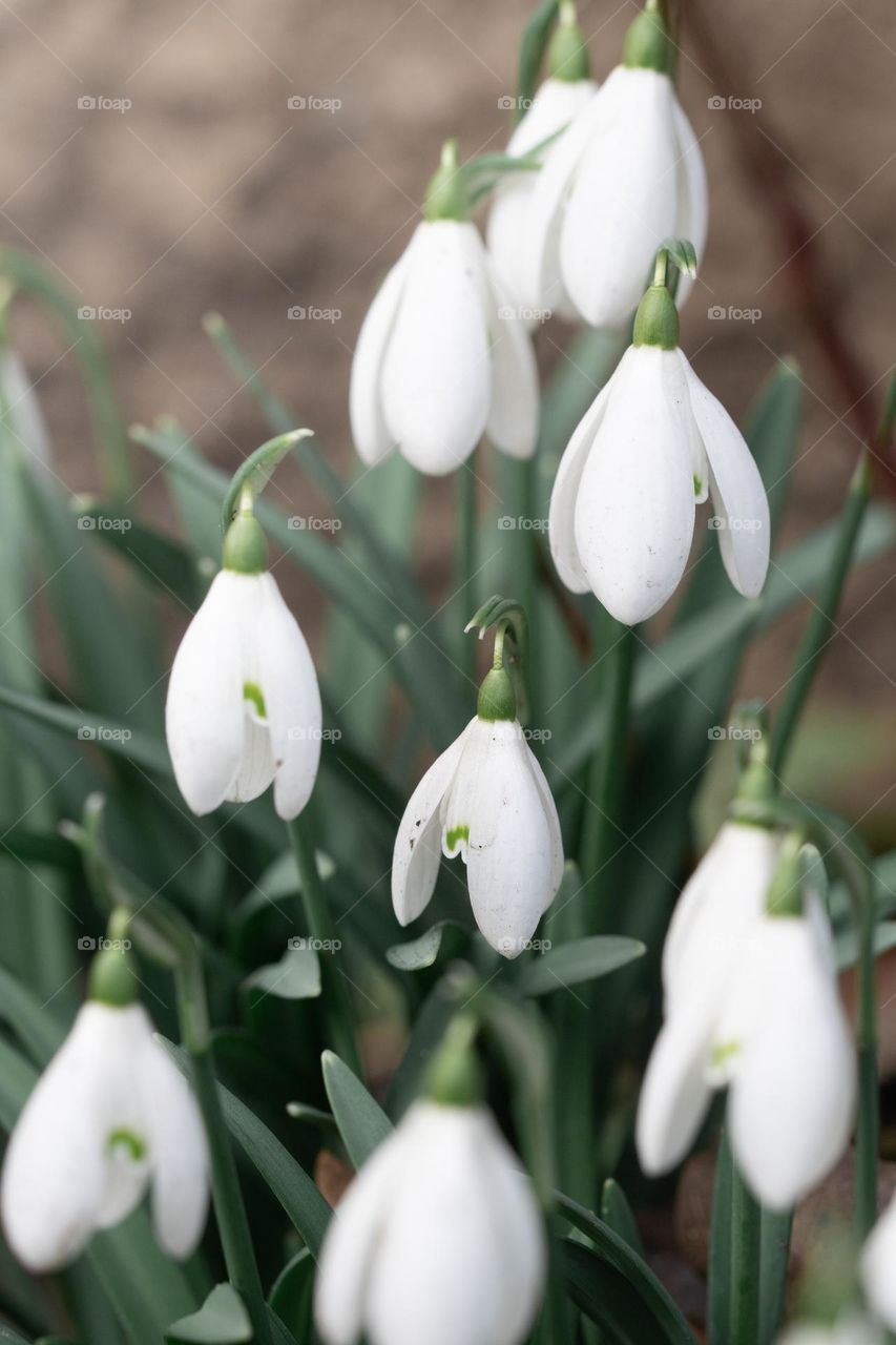 Close up or macro of white snowdrops in early spring