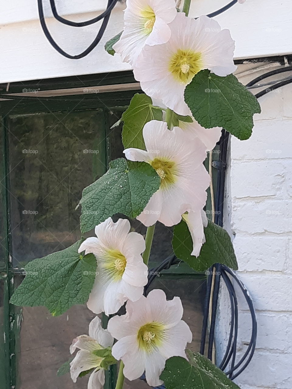 hollyhock