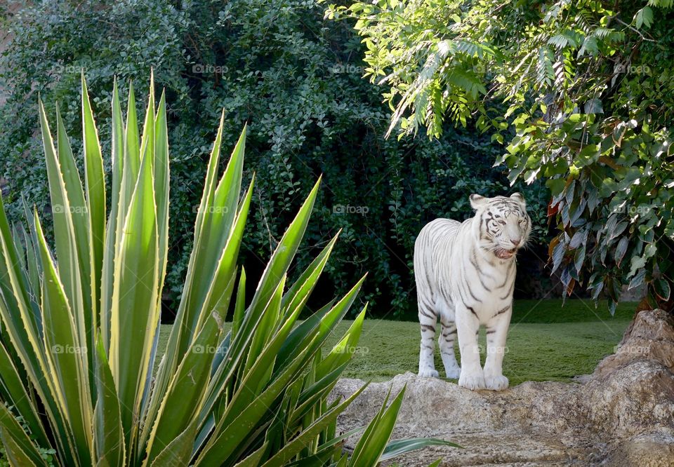 Rare White Tiger Loro Parque