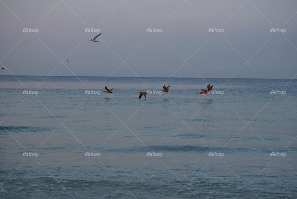 Pelicans flying over the water 
