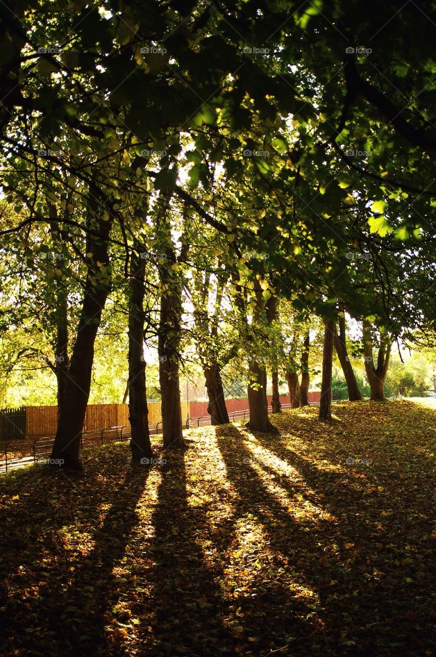 Trees cast shadows on the floor of a wood