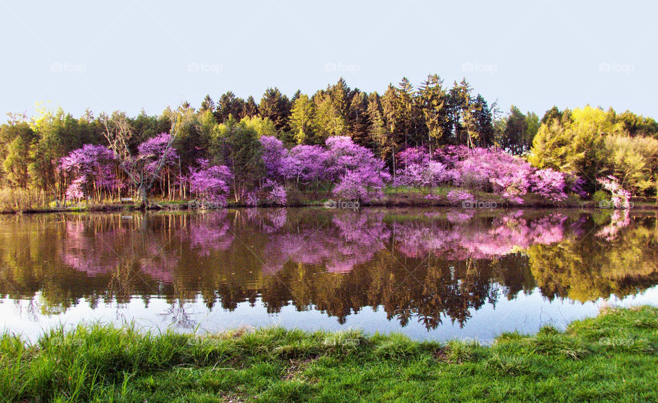 spring trees water lakes by landon