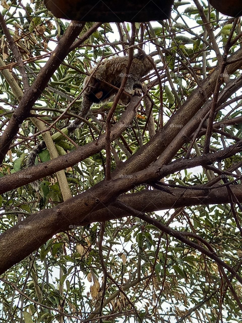 O macaco no pé de limão.