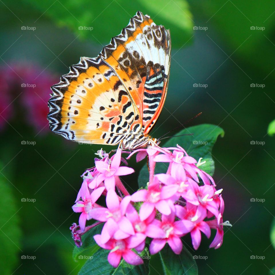 Butterfly on pink flower