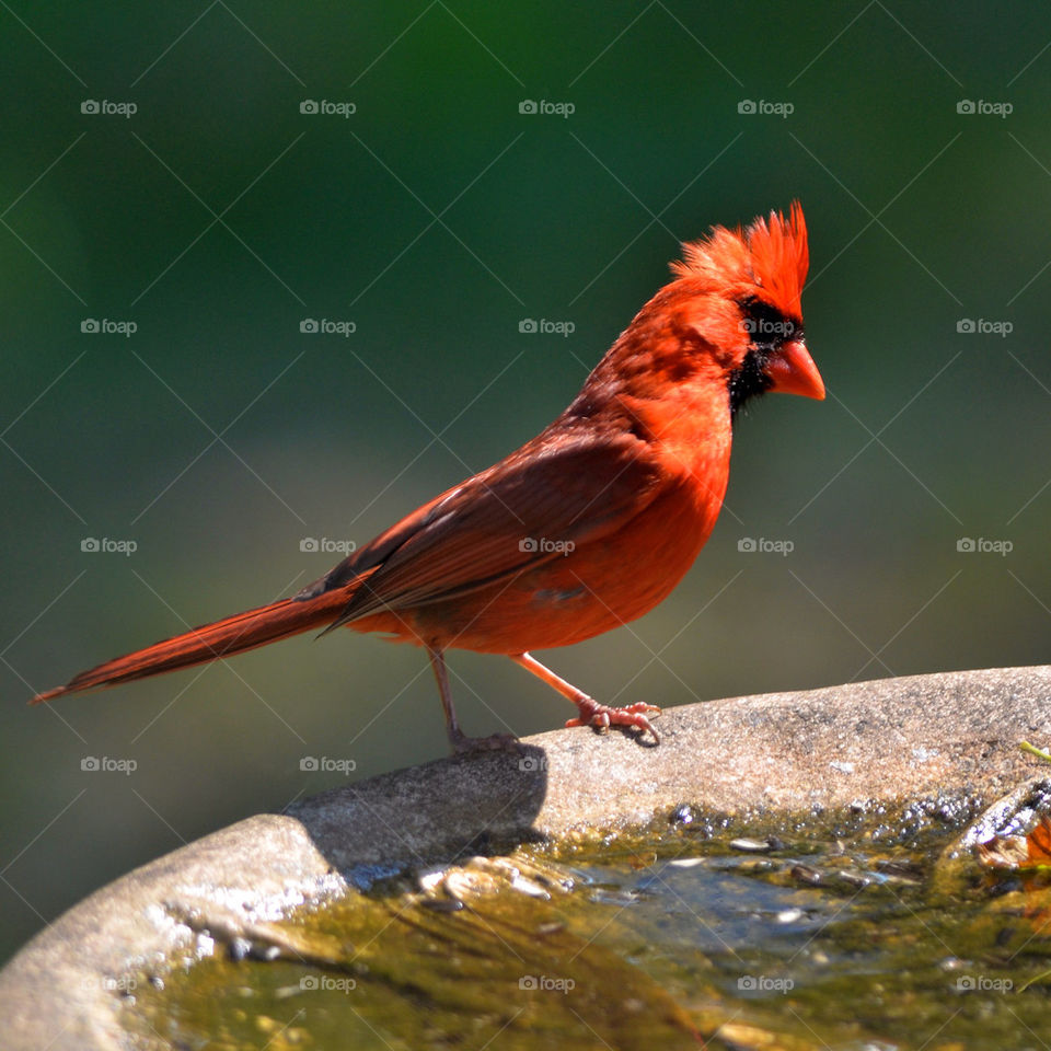 light nature red bird by vfritts