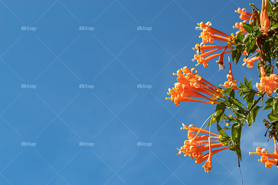 Beautiful orange flowers or Pyrostegia venusta in garden