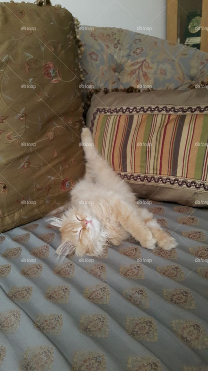 Funny sleep position 