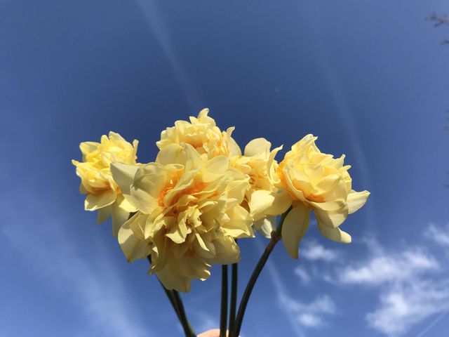 Daffodil yellow, celebrating the coming of the spring