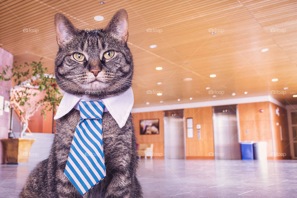 CAT, empresário