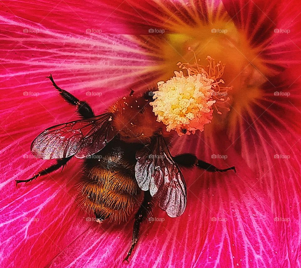 Little bee love the flower