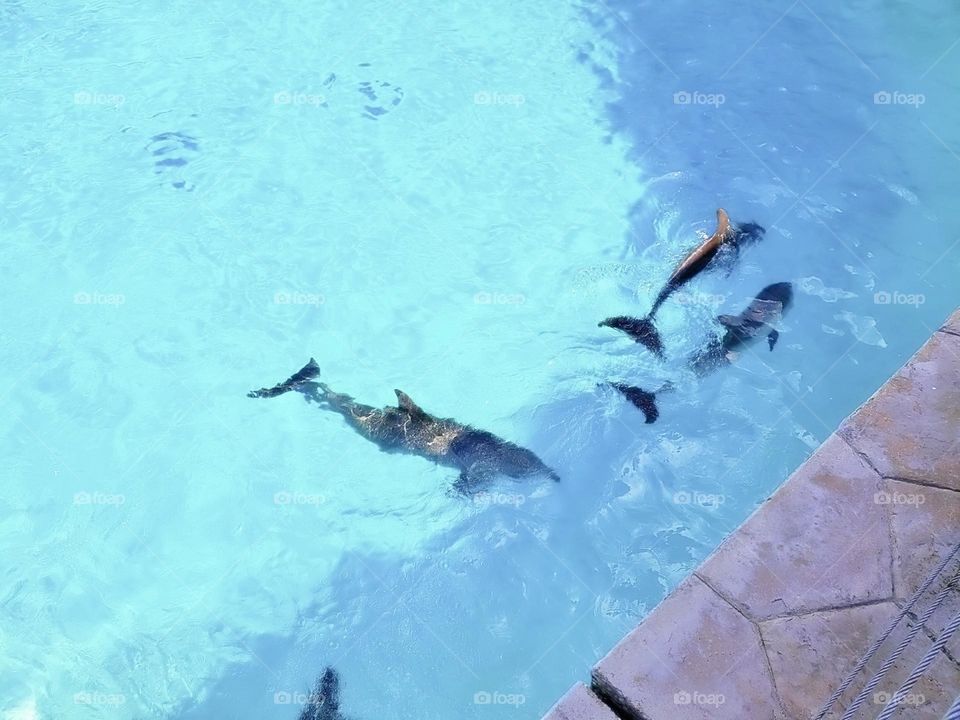 river creature atlantic child activity portrait beach fun coral natural family happy vacation dolphins playful island friendly animals fauna scuba landscape dolphin pod pool paradise travel snorkeling aqua view tourism flipper adventure undersea natu