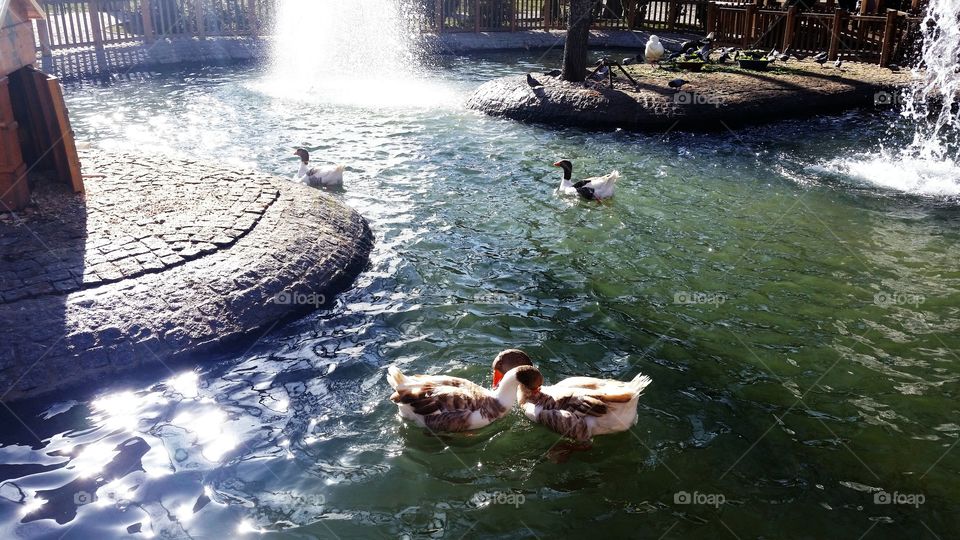 Love making ducks. I took this photo in Swan park in Ankara, Turkey. The ducks are making love.