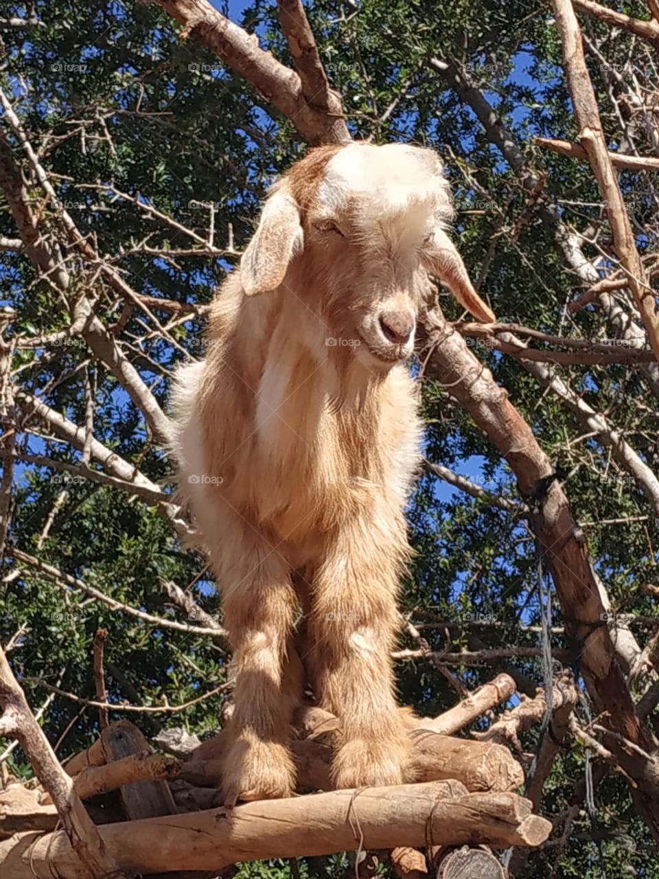 Beautiful goat on argania spinosa at essaouira City in Morocco.