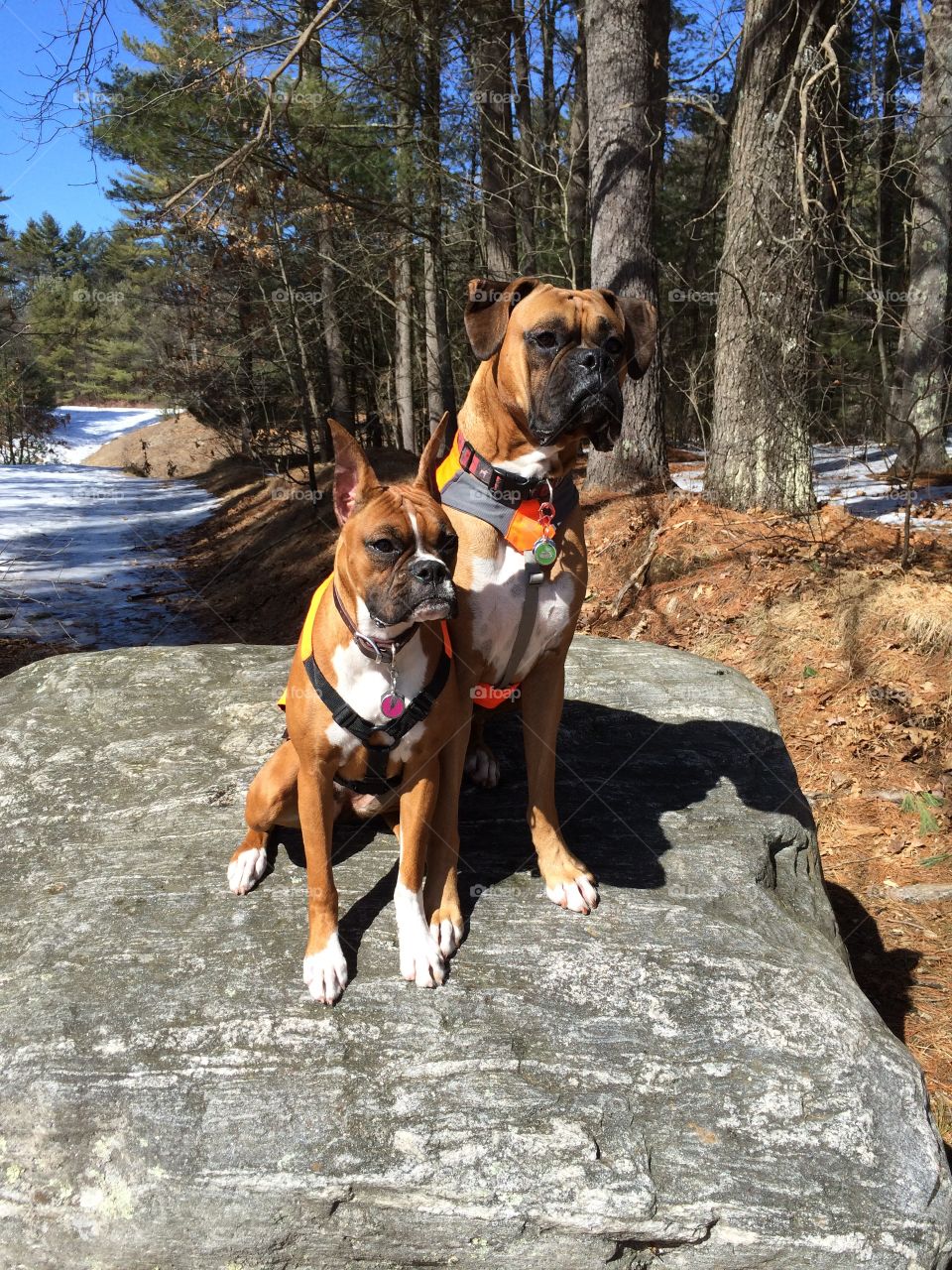 Boxers in nature 
