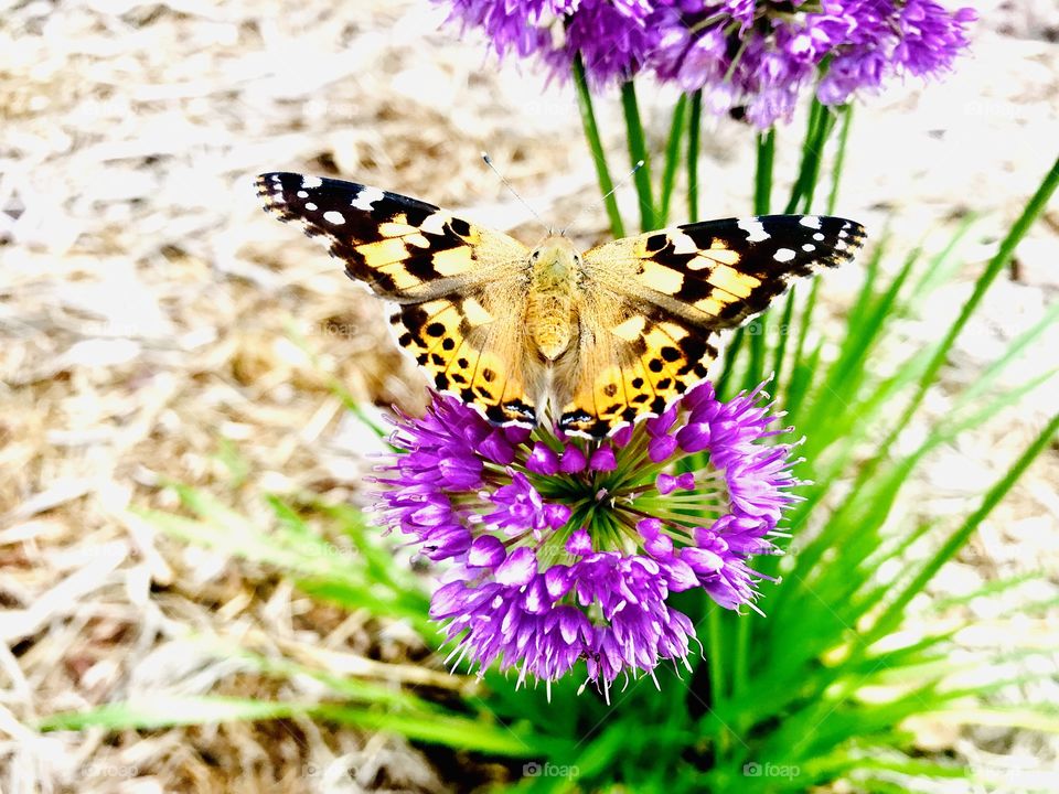 Gorgeous orange and black butterfly sitting on beautiful purple plant sipping nectar!! 