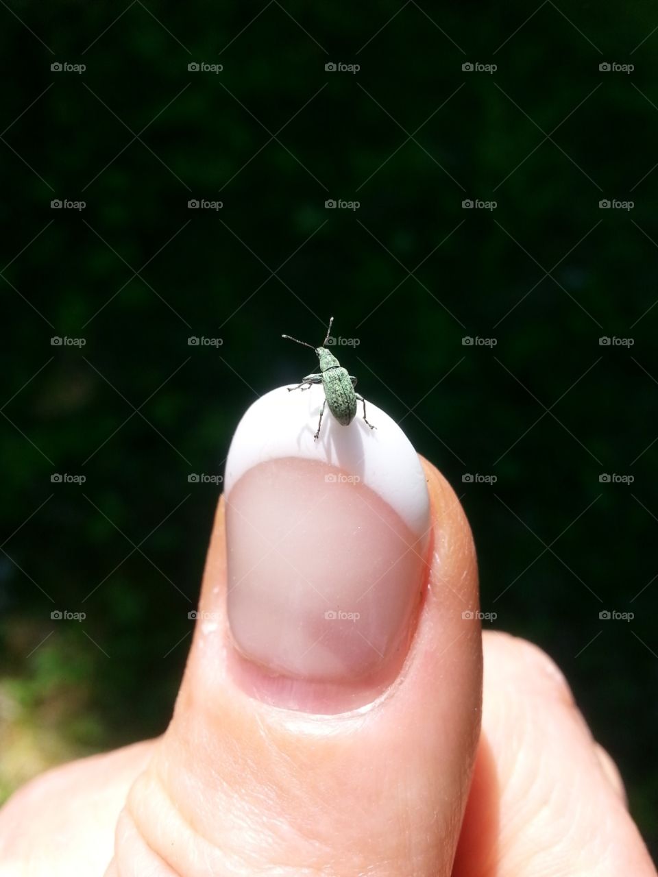 bug on nail