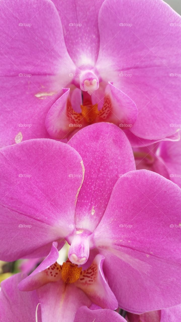 orhidee plant. orchidee plant 