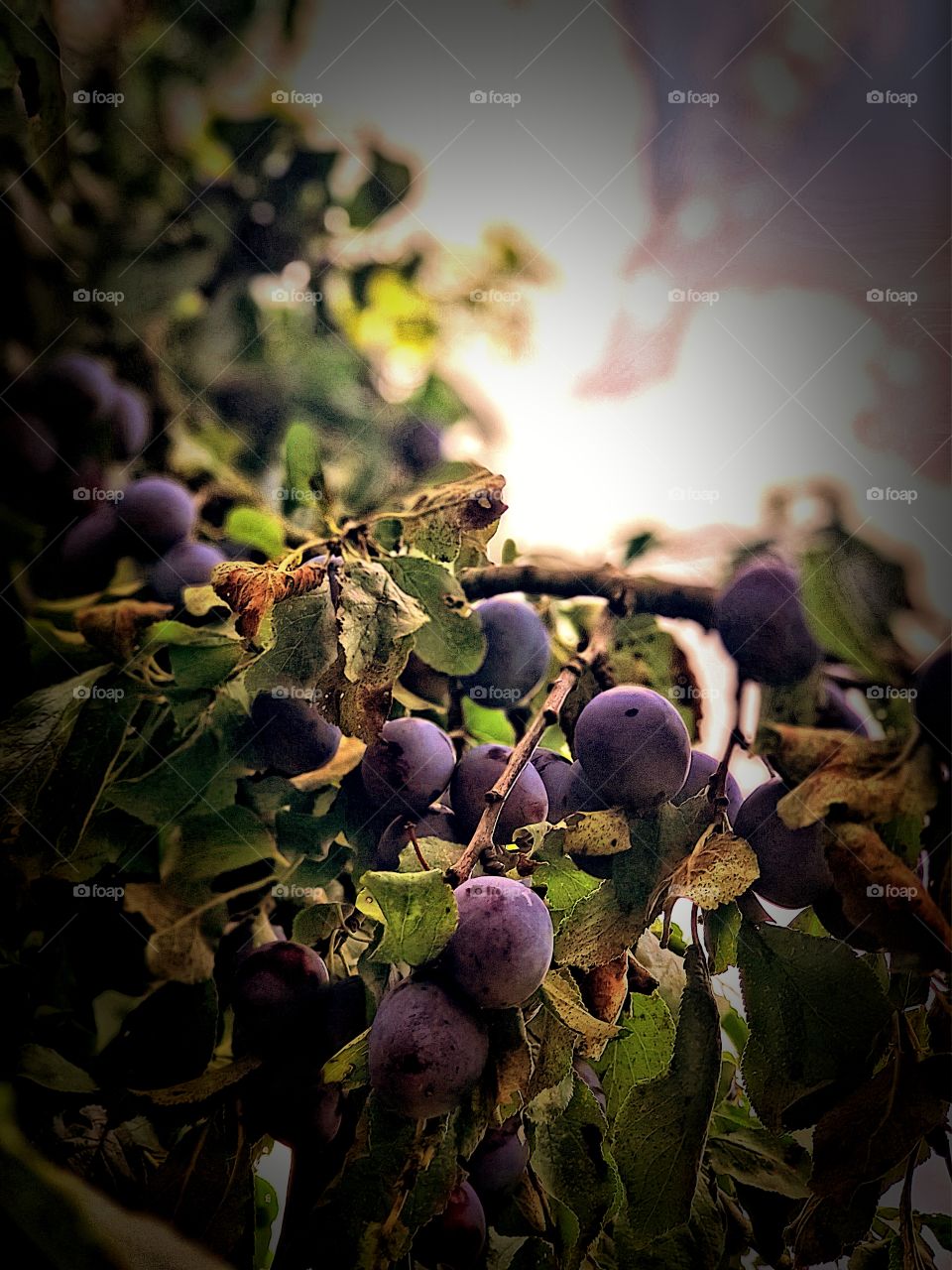 tree full of plums