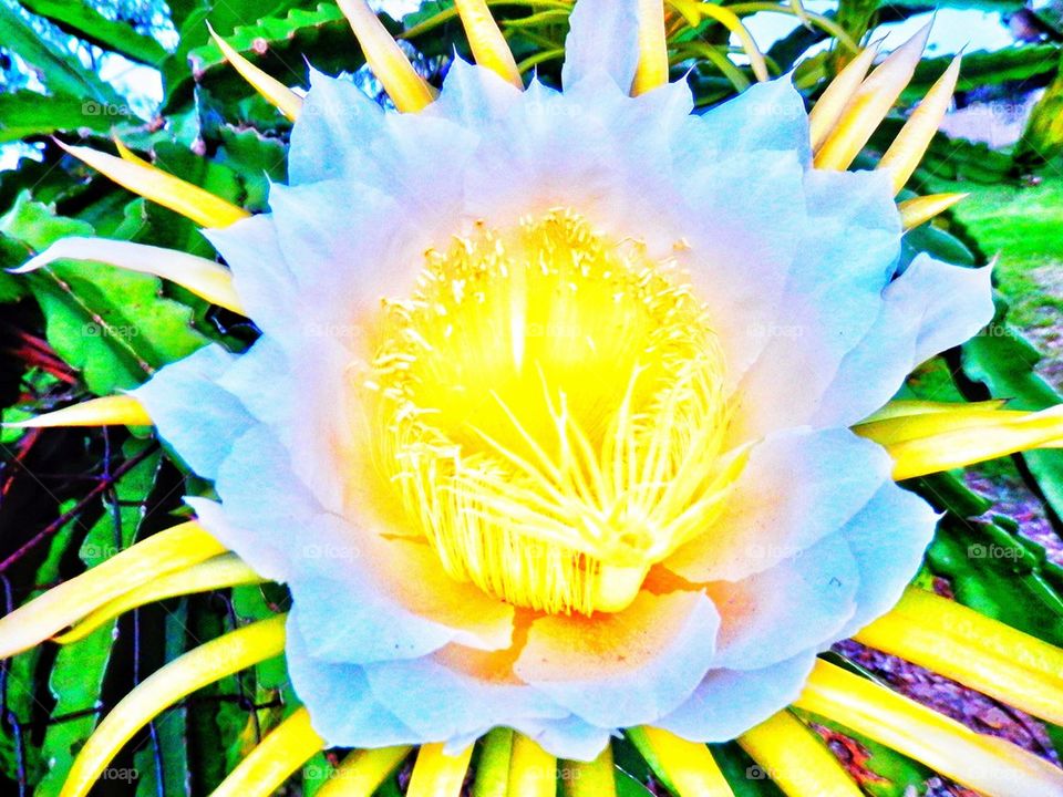 Dragon Fruit Flowers