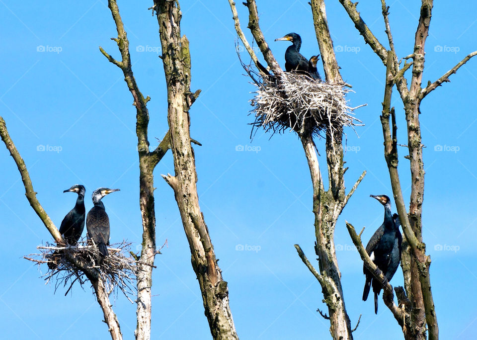 Cormorant colonie