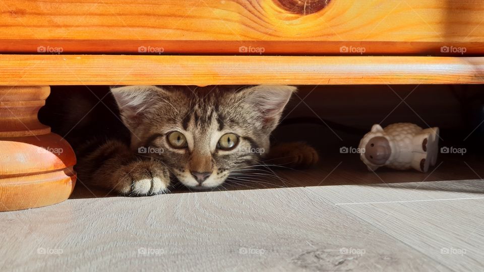 kitten hiding under a dresser. playful kitty. fun pets.