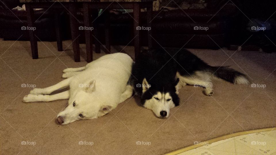 Dog, Canine, Mammal, One, Portrait