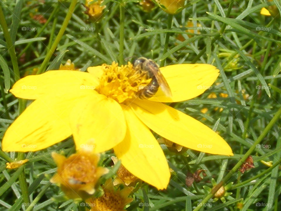 Honey bee gathering pollen