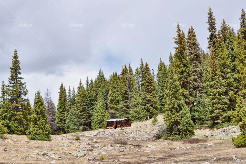 A tiny old cabin surrounded by a large pine forest in the mountains of Colorado.