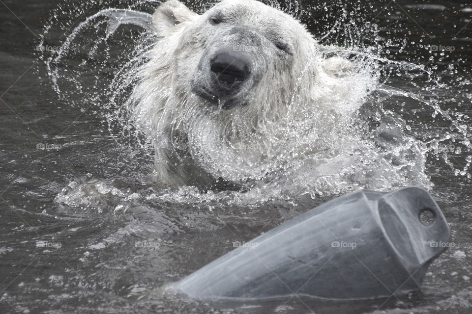 Polar bear shaking off water