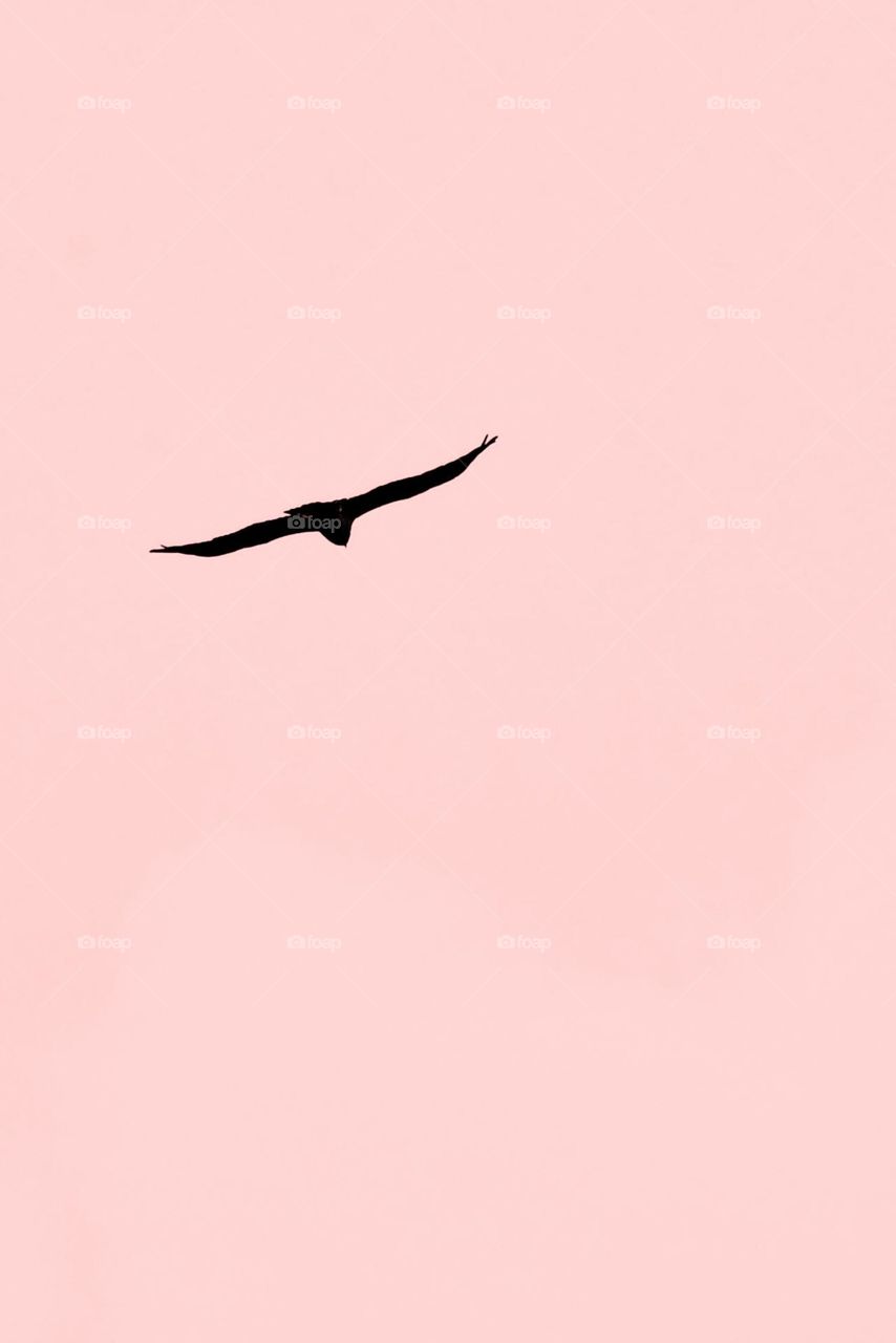 a bird fly in the pink sky