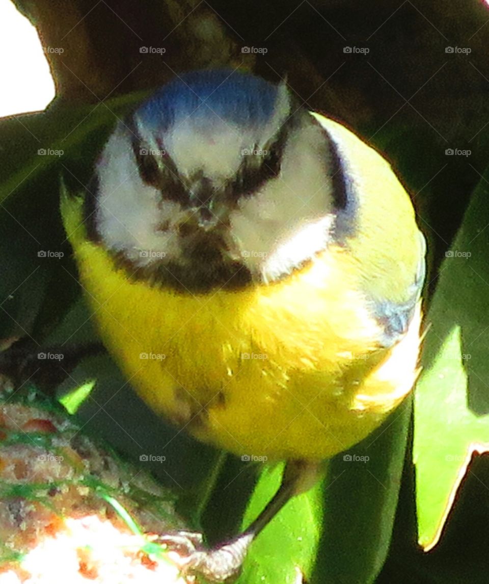 blue tit