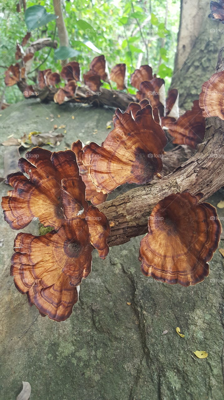 Some kind of Mushrooms