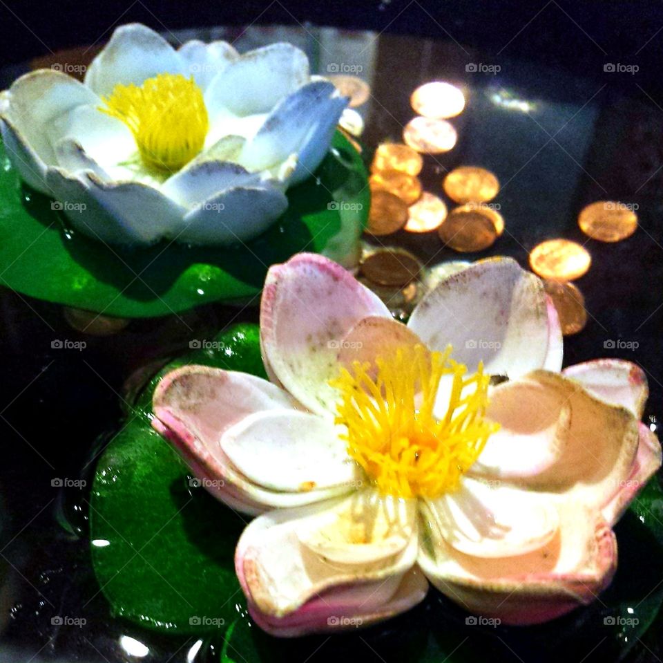 Lotus Flower Pond