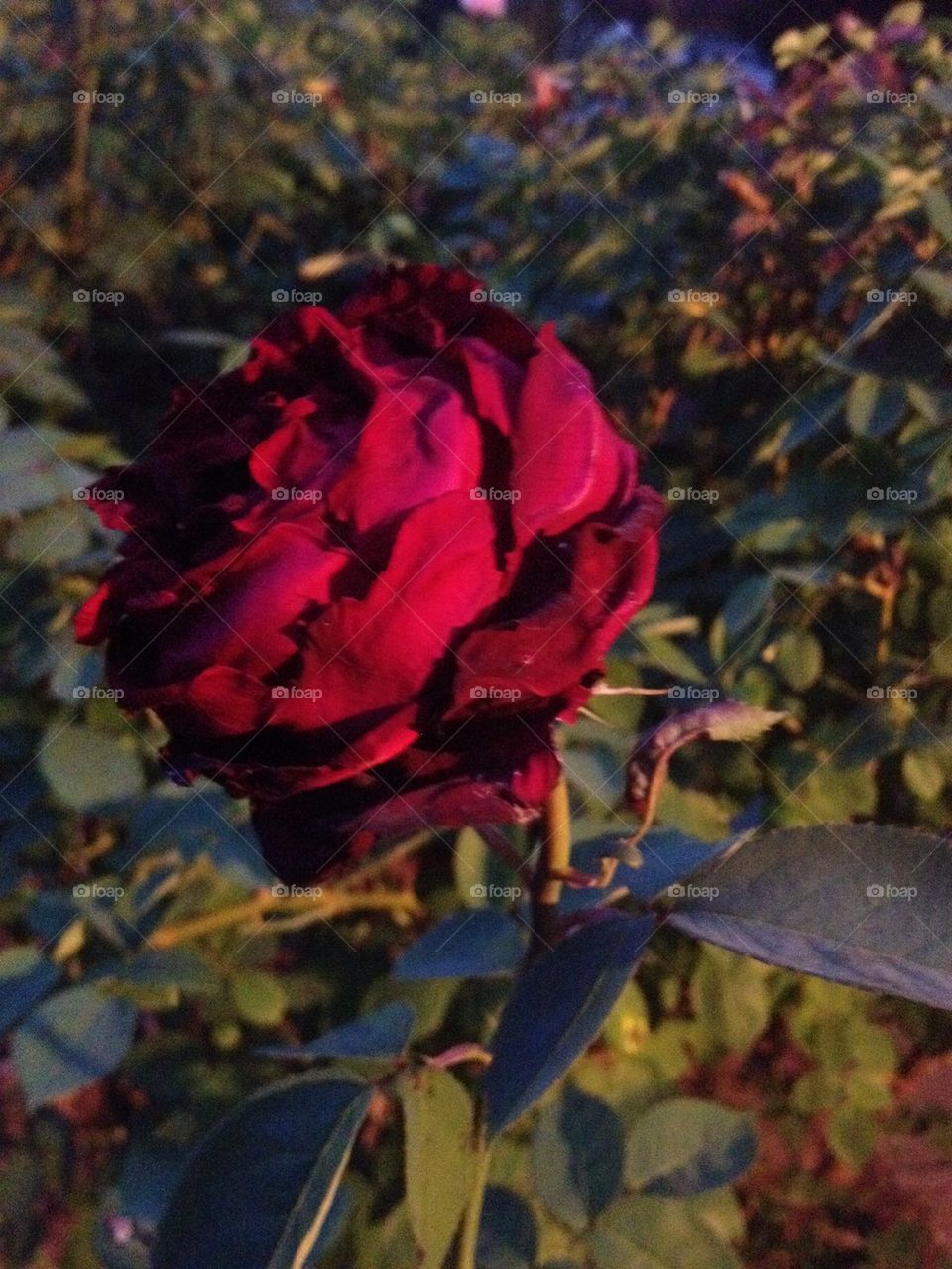 Rose