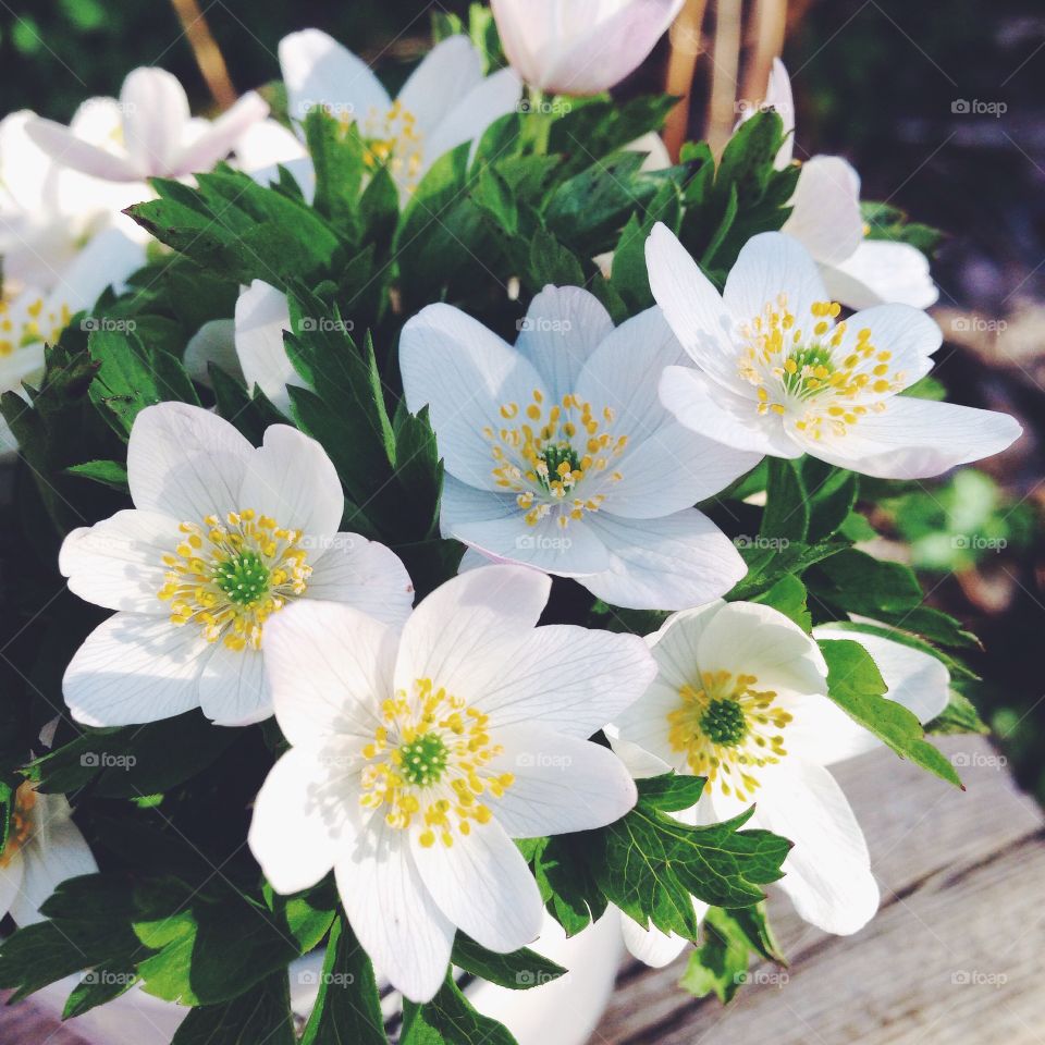 wood anemones