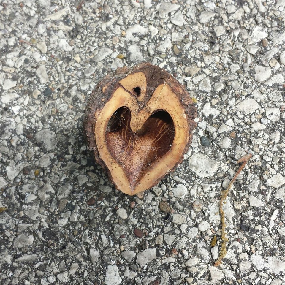 acorn heart