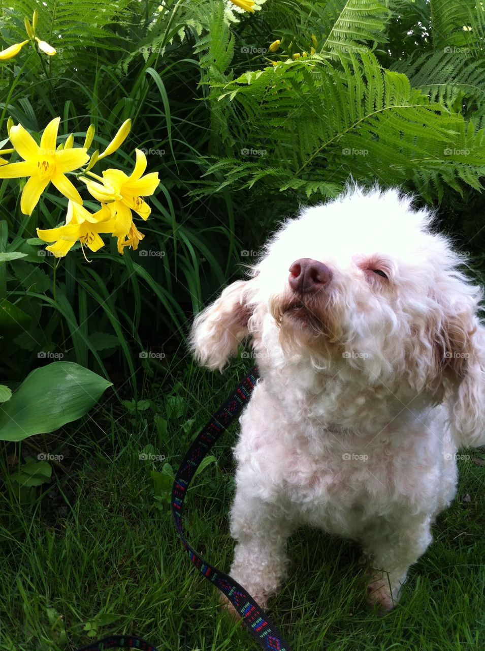 Dog taking time to smell the flowers 