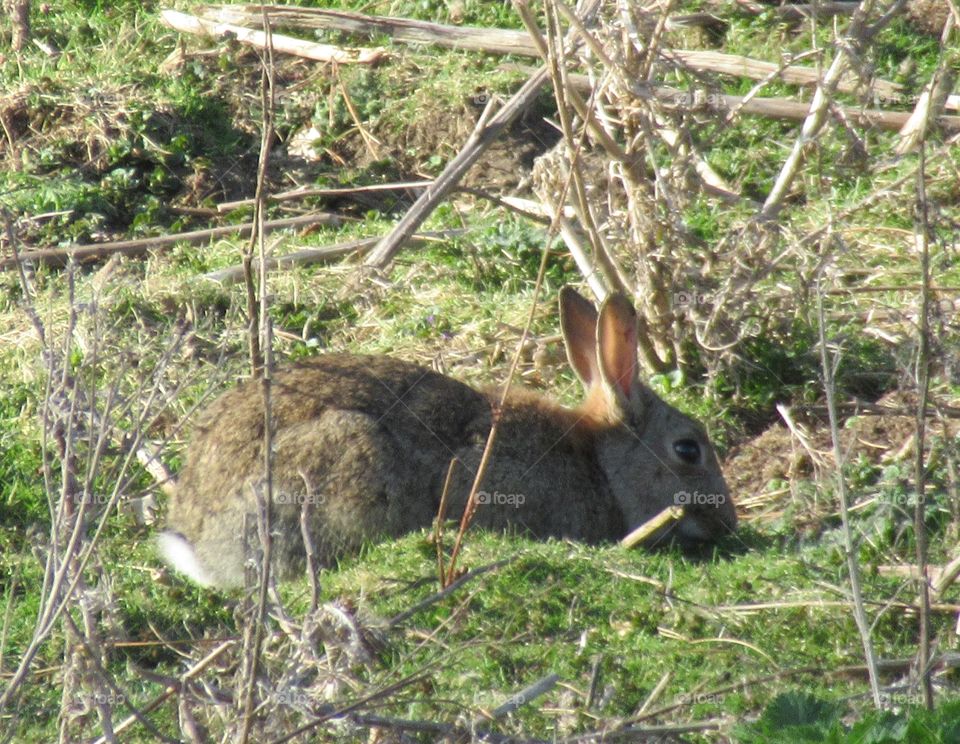 A wild rabbit eating grass in a field on a sunny spring day