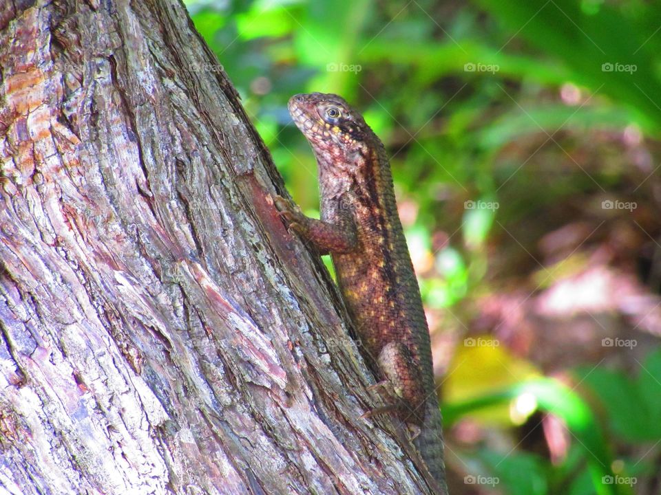 tree lizard
