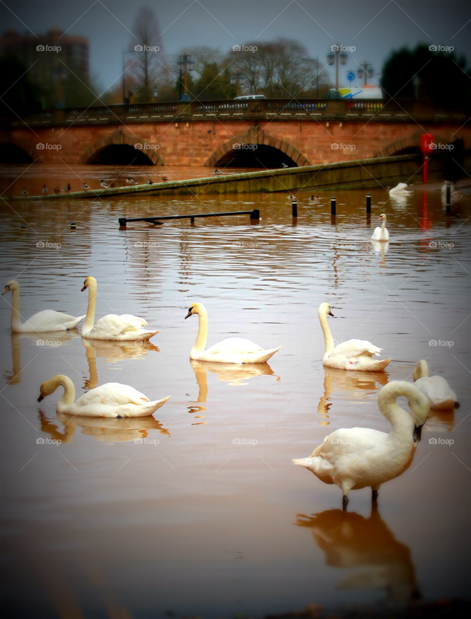 worcester bridge swans floods by OJMitchell