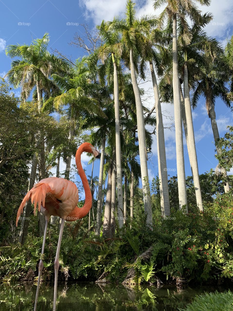 Flamingo 