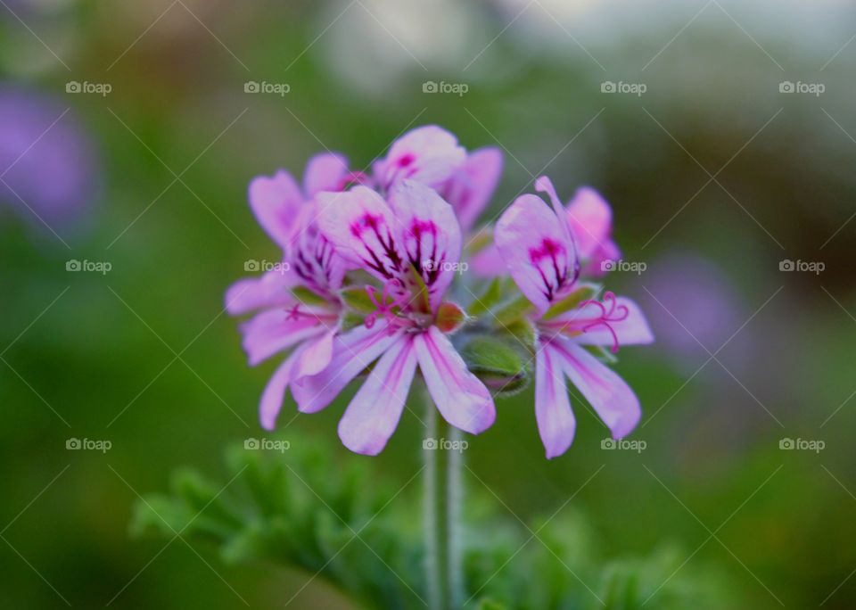 Close-up of purple flower