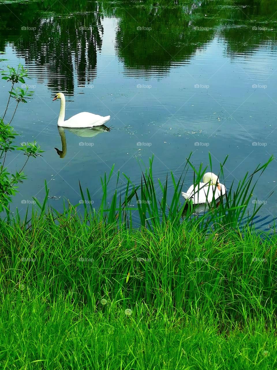 Two swans in the river